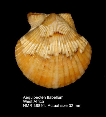 Aequipecten flabellum (2).jpg - Aequipecten flabellum(Gmelin,1791)